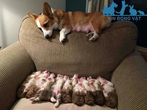 chó corgi con