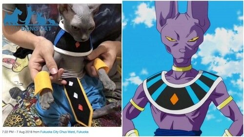 beerus là mèo sphynx