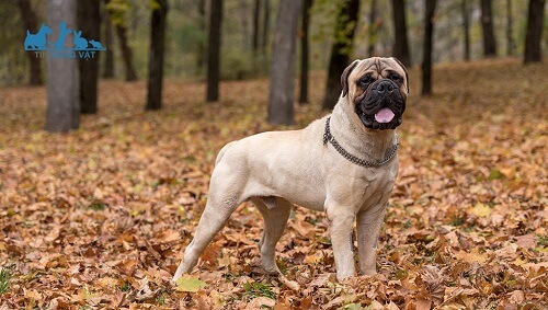 sức khỏe chó ngao bò bullmastiff