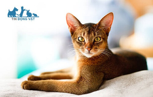 sức khỏe mèo abyssinian