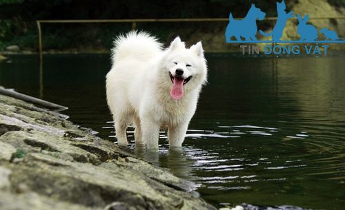 bán chó samoyed