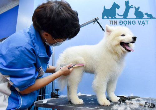 chó samoyed cạo lông