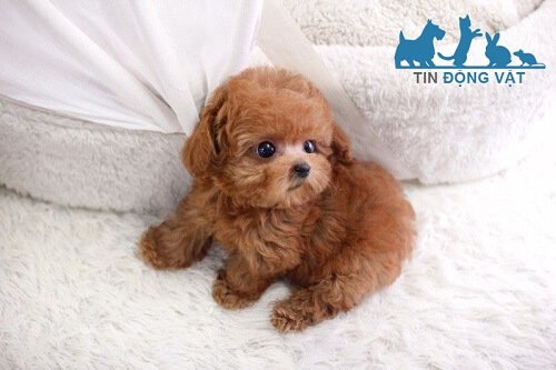 chó teacup poodle