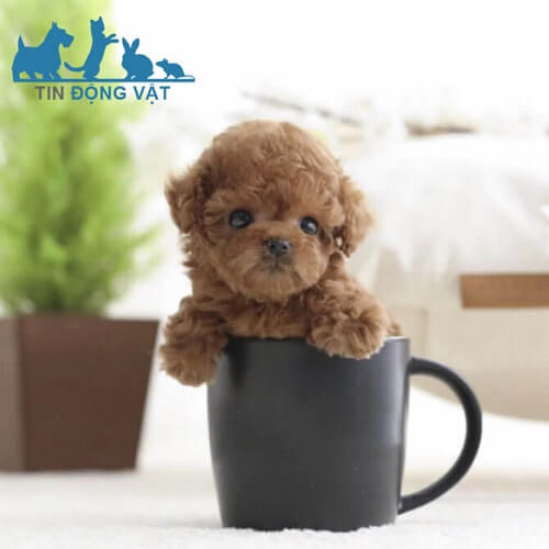 chó poodle teacup