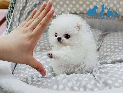 chó teacup pomeranian