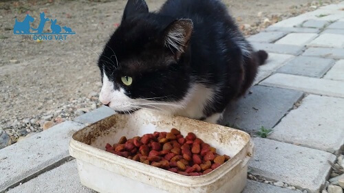 chăm sóc mèo tuxedo