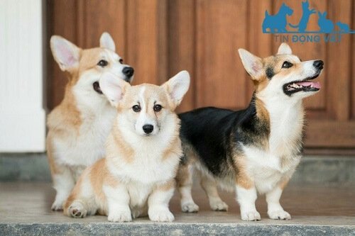 chó corgi xứ wales