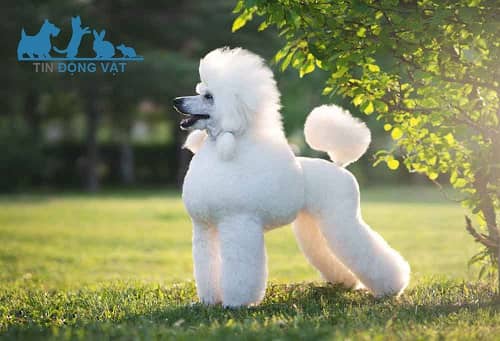 chú ý khi cắt tỉa tạo kiểu lông chó poodle