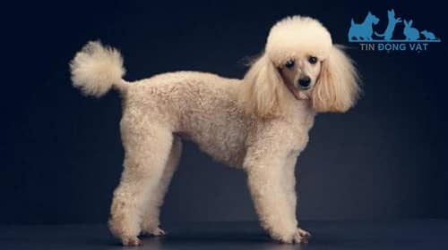 cắt lông chó poodle phong cách hà lan