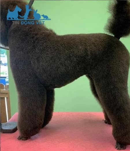 cắt lông chó poodle phong cách đồng quê