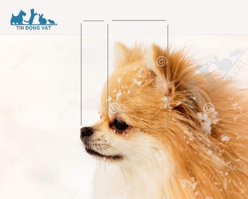 đặc điểm đầu chó pomeranian