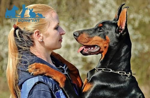 tính cách chó doberman