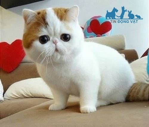 mèo exotic shorthair