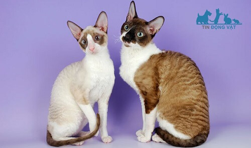 tính cách của mèo Cornish Rex