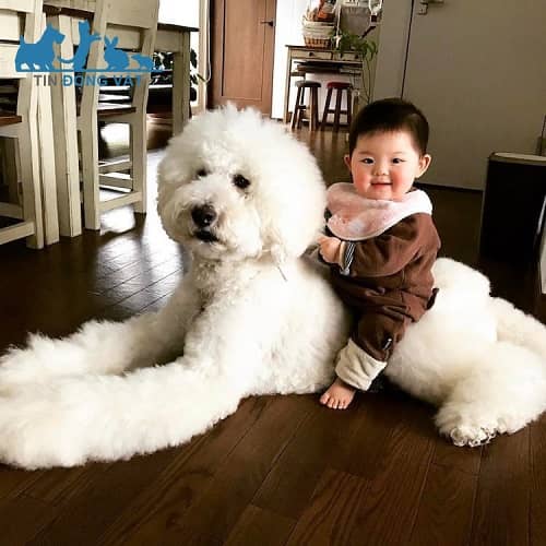 chó poodle khổng lồ