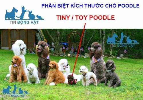 chó poodle tiny