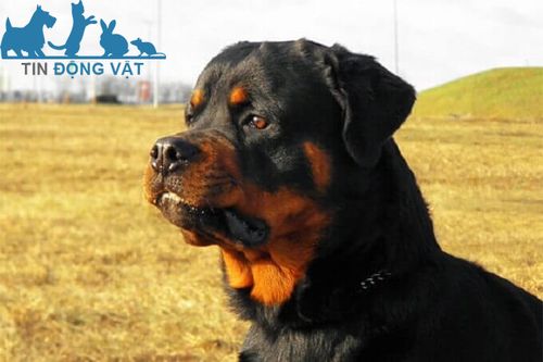 bán chó rottweiler dòng đại