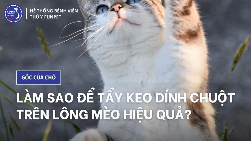 Cách gỡ keo dính chuột cho mèo