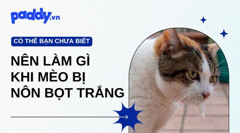 Mèo nôn bọt trắng vì khó tiêu