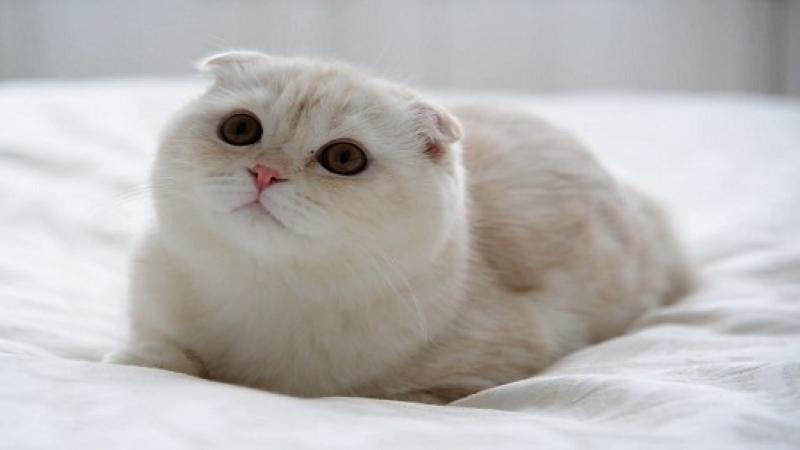 Mèo Scottish Fold với đôi tai cụp đặc trưng