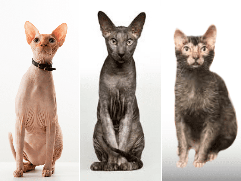 Mèo Sphynx với vẻ đẹp khác biệt