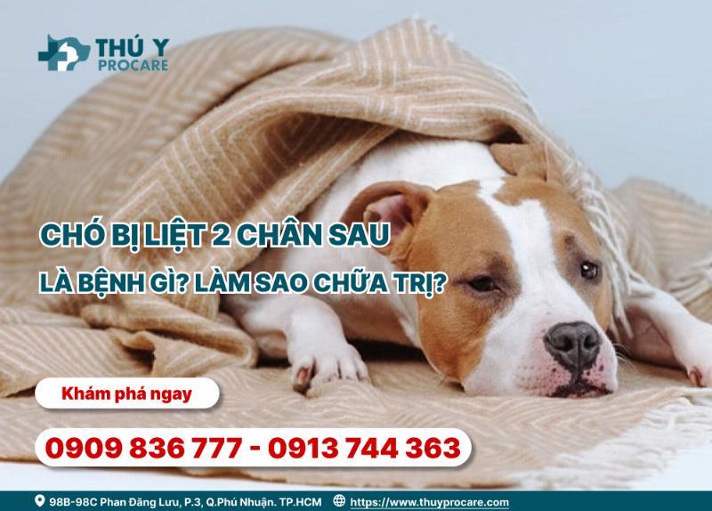 Bác Sĩ Thú Y Khám Chó Bị Liệt