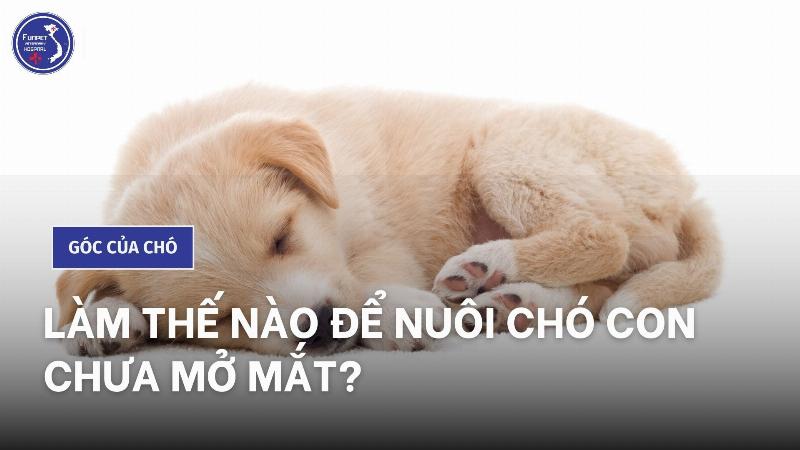 Chăm sóc chó con mới mở mắt