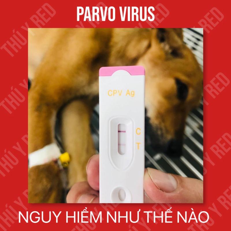 Chó bị Parvo tiêu chảy