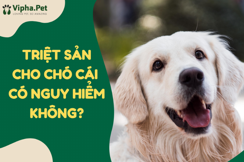 Chó Cái Được Triệt Sản