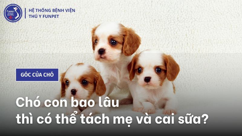 Chó con cai sữa 6 tuần tuổi