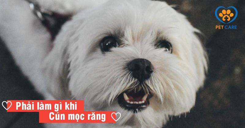 Chó con mọc răng sữa