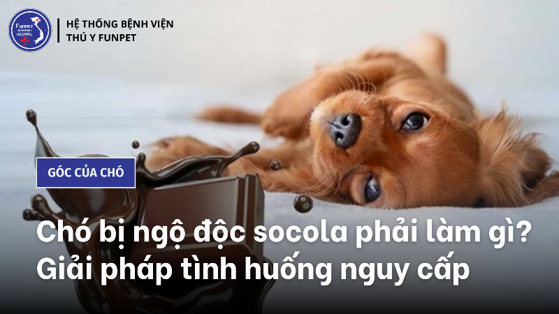 Lượng socola nguy hiểm cho chó