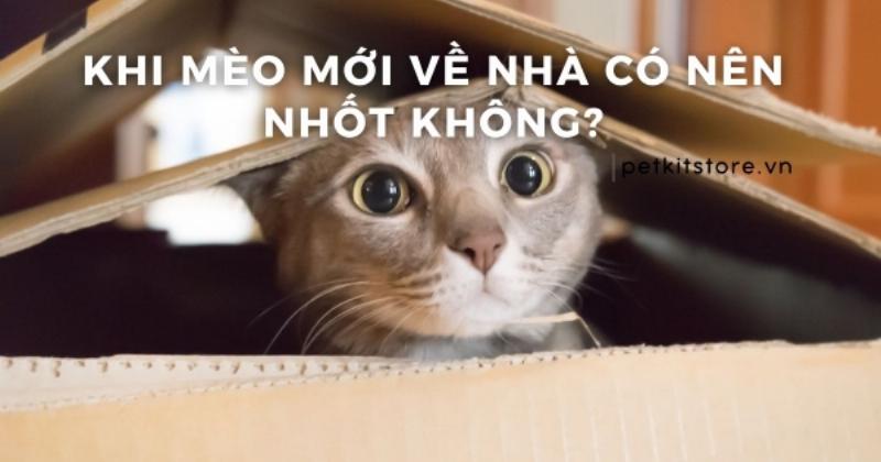 Mèo Tò Mò Khám Phá Ngôi Nhà Mới