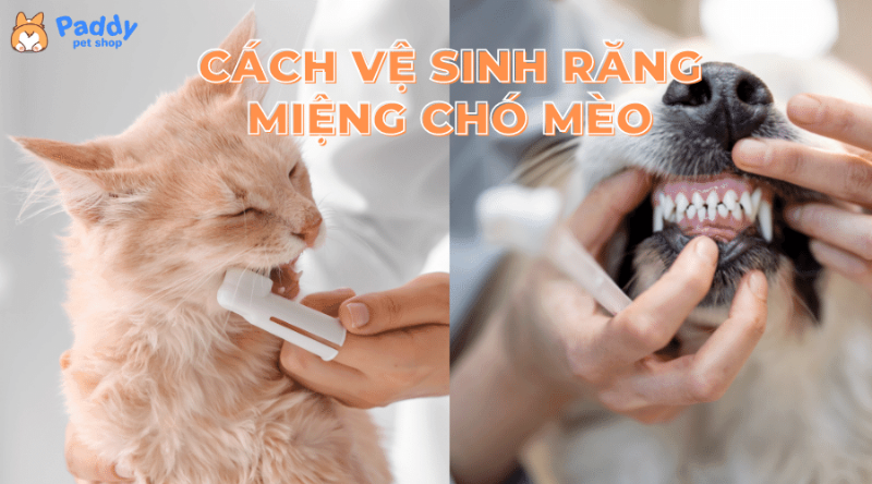 Vấn đề răng miệng ở chó