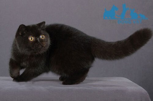 mèo ba tư đen