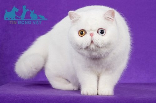 mèo ba tư trắng