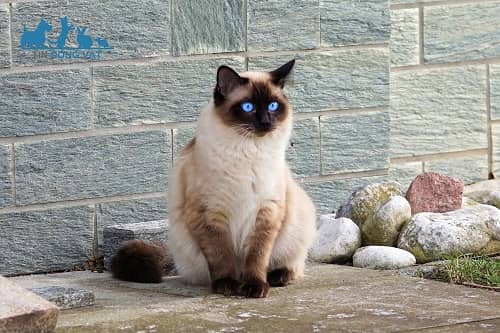 Mèo Xiêm Thái Siamese có những loại nào? Giá bao nhiêu tiền?