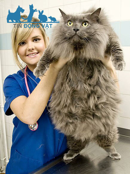 Mèo anh lông dài nặng bao nhiêu kg
