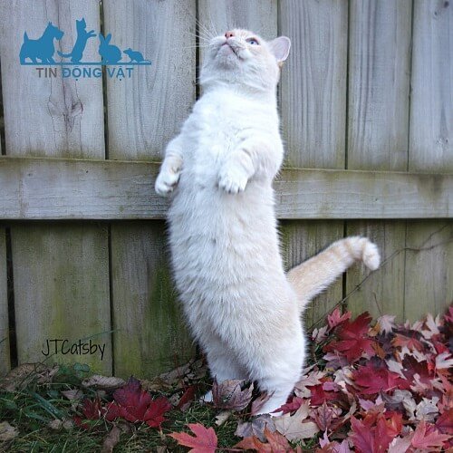 Mèo Munchkin chân ngắn tai cụp: Chú lùn đáng yêu của thế giới loài mèo
