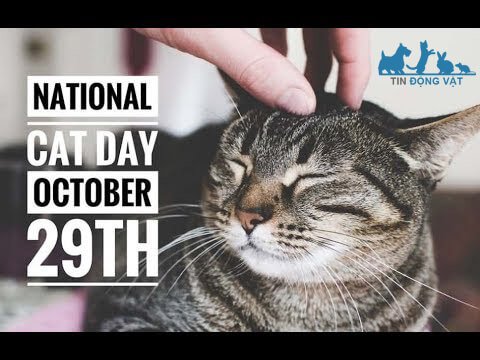 Ngày quốc tế mèo là ngày nào