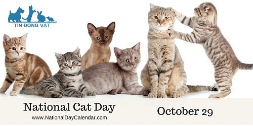 Ngày quốc tế mèo 29 tháng 10 tại Mỹ