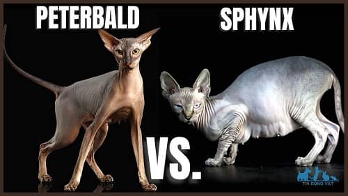 mèo sphynx và peterbald