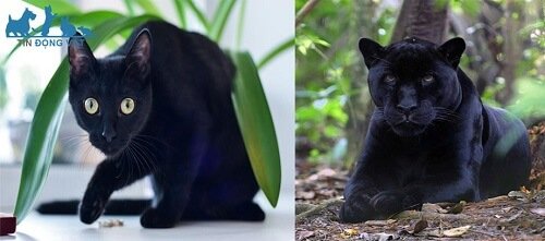 Mèo đen bombay