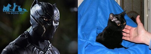 Mèo Bombay và Black Panther