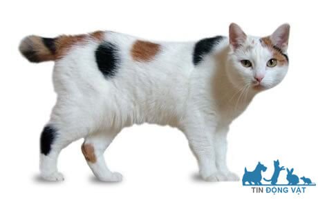 mèo man xơ có kiểu hình cụt đuôi
