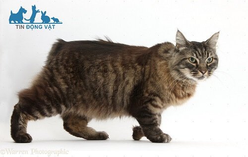 Mèo Manx - Chú mèo cộc đuôi ngộ nghĩnh không sợ nước