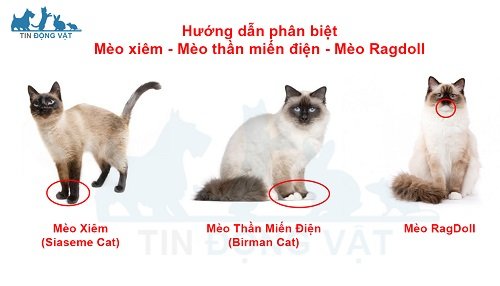 Hướng dẫn phân biệt mèo Birman với mèo Xiêm và Ragdoll