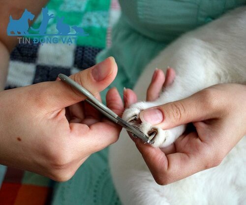 Cắt móng tay cho mèo tai cụp Scottish Fold