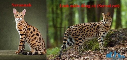 mèo savannah và mèo serval