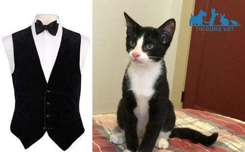 mèo tuxedo mặc áo vest
